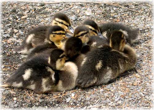 jpg ducklings