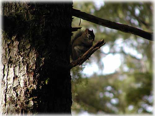 photo of squirrel