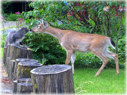 photo cat and deer Ketchkan, Alaska