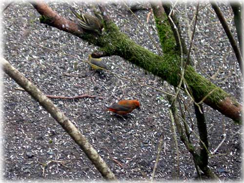 red crossbill in Ketchikan, Alaska