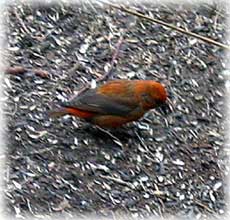 jpg Crossbill