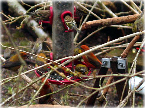 male and female Red crossbills