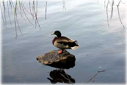photo rock break mallard duck