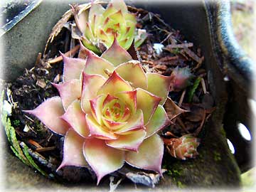 jpg plant Hens-and-Chicks