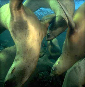 jpg Sea Lions &copy;2003 Stacy Schultz